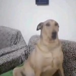 Avatar de usu&aacute;rio